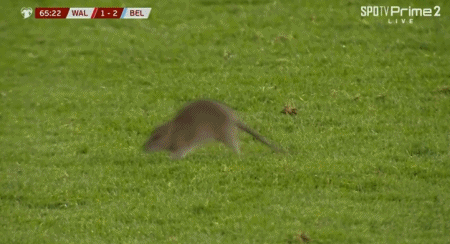 国脚约翰逊, zid